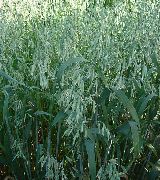 green Bristle oat Plant photo