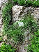 nuotrauka žalias augalas Mėlyna Eraičinų, Avies Eraičinai, Sunku Eraičinai