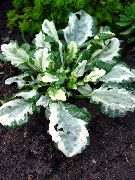 фота рознакаляровы Расліна Аюга (Живучка)