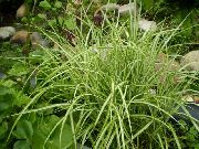 фото түсті Өсімдіктер Марш Қияқ