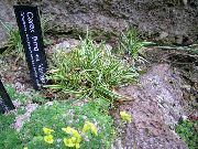 foto zaļš Augs Carex, Grīšļa