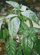 bilde grønn Anlegg Basilikum