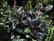 foto dunkel-grün Pflanze Basilikum