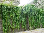 grøn Engelsk Vedbend, Almindelig Vedbend Plante foto
