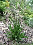 ფოტო მწვანე ქარხანა Plantain, რათ კუდები, მგზავრები ფეხით, Waybread, გუგული პური