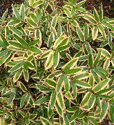 fotografie pestrofarebný Rastlina Sasa, Sasaella, Listnáče Bambus, Bambusové Palmata