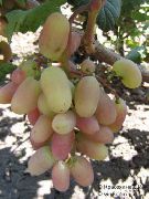 Юбилей Новочеркасска