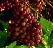 Граф Монте Кристо