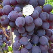 Мускат Новошахтинский