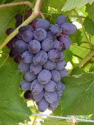 Мускат форам