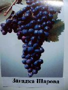 Загадка Шарова