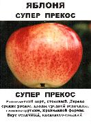 Супер прекос