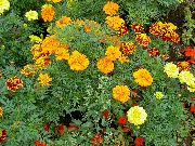      ,  ,    Tagetes patula 