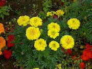 zdjęcie żółty Kwiat Marigold