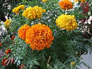 zdjęcie pomarańczowy Kwiat Marigold