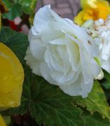 ფოტო თეთრი ყვავილების ცვილის ბეგონია, ტუბერისებრი Begonia