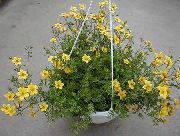 keltainen Bur Kehäkukka, Apache Beggarticks  kuva