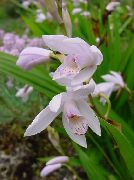 foto blanco Flor Orquídea De Tierra, Bletilla Rayas
