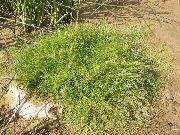 fotoğraf Spikerush çiçek