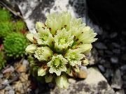 zaļš Jovibarba, Vistas Un Vistas Houseleek Dārza Ziedi foto