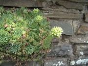 hvid Jovibarba, Høns Og Kyllinger Husløg Have Blomster foto