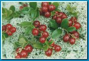fotografija rdeča Cvet Brusnice, Gorsko Brusnice, Cowberry, Foxberry