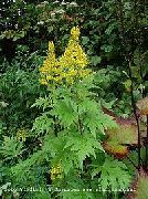 ფოტო ყვითელი ყვავილების Bigleaf Ligularia, ლეოპარდი ქარხანა, ოქროს მასაგეტოვის