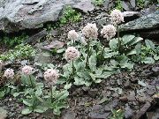 fotografija rožnat Cvet Valeriana Petrophila