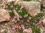 ფოტო Waldheimia ყვავილების