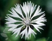 ფოტო თეთრი ყვავილების Knapweed, ვარსკვლავი Thistle, ღიღილოს