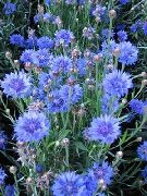 ფოტო ღია ლურჯი ყვავილების Knapweed, ვარსკვლავი Thistle, ღიღილოს