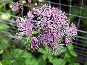 fotografie šeřík Květina Louka Rue