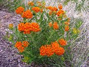       ,   - Asclepias tuberosa