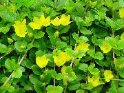 foto amarelo Flor Moneywort, Rastejando Jenny