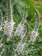 blanc Longleaf Speedwell Fleurs Jardin photo