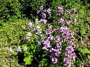 იასამნისფერი ტკბილი სარაკეტო, Dame სარაკეტო ბაღის ყვავილები ფოტო
