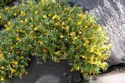 黄 Vitaliana 园林花卉 照片
