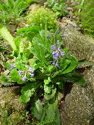 фота бэзавы Кветка Вульфения