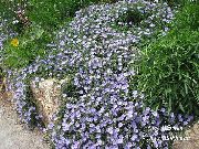 ფოტო ლურჯი როკ Bindweed ყვავილების