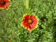 czerwony Gailardia Kwiaty ogrodowe zdjęcie