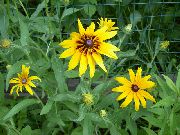 keltainen Huopa Kukka  kuva