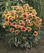 винен Одеало Цвете  снимка