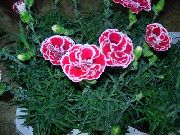 sārts Dianthus, Ķīna Pinks Dārza Ziedi foto