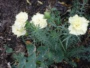 blanco Clavel Flores del Jardín foto