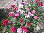 różowy Goździk Brodaty Kwiaty ogrodowe zdjęcie