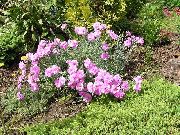 roze Dianthus Perrenial Tuin Bloemen foto