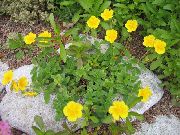 黄 岩蔷薇 园林花卉 照片