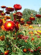 czerwony Gelihrizum Wysokie Kwiaty ogrodowe zdjęcie