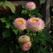 roze Strawflowers, Papier Daisy Tuin Bloemen foto