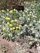 keltainen Helichrysum Perrenial Puutarhan Kukat kuva